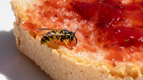 Insekten: Eine Wespe sitzt auf einem Marmeladenbrot (Foto: picture-alliance / Reportdienste, HMB Media/ Heiko Becker)