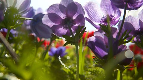 Blumen und ihre Bedeutung: Anemone (Foto: picture-alliance / Reportdienste, VISIONSPICTURES | Visions Botanical)