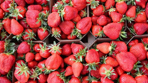 Erdbeeren im Supermarkt probieren ist nicht erlaubt. (Foto: picture-alliance / Reportdienste, dpa | Arne Dedert)