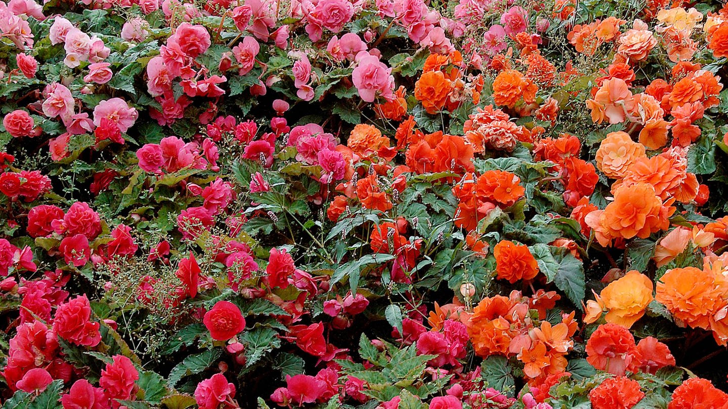 Pflegeleichte Sommerblumen: Knollenbegonien in rosa und rot.