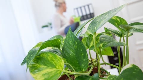 Zimmerpflanzen mit buntem Blattwerk Efeutute (Foto: dpa Bildfunk, picture alliance / dpa Themendienst / Foto: Christin Klose)