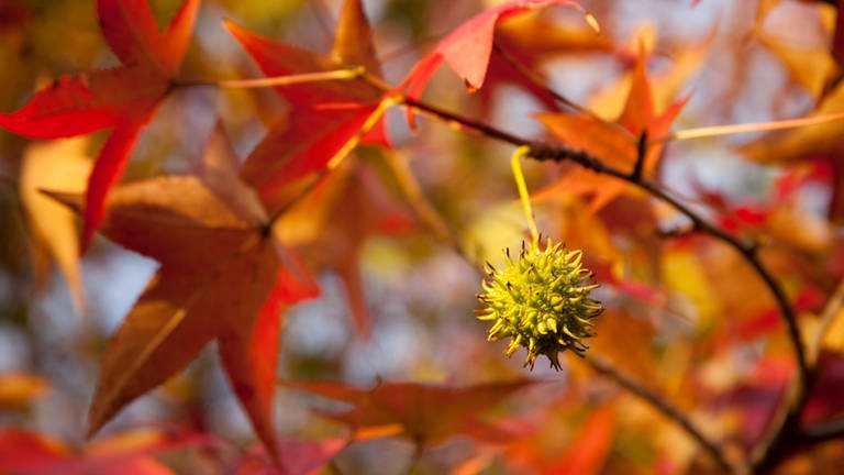 Rote Blätter des Amberbaums mit Frucht (Foto: Getty Images, https://www.gettyimages.de/)