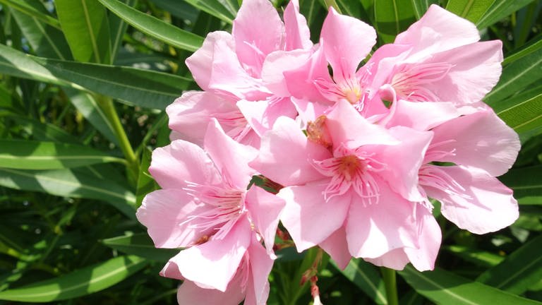 Oleander: mehrere rosa Blüten an der mediterranen Pflanze
