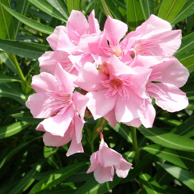 Oleander: mehrere rosa Blüten an der mediterranen Pflanze