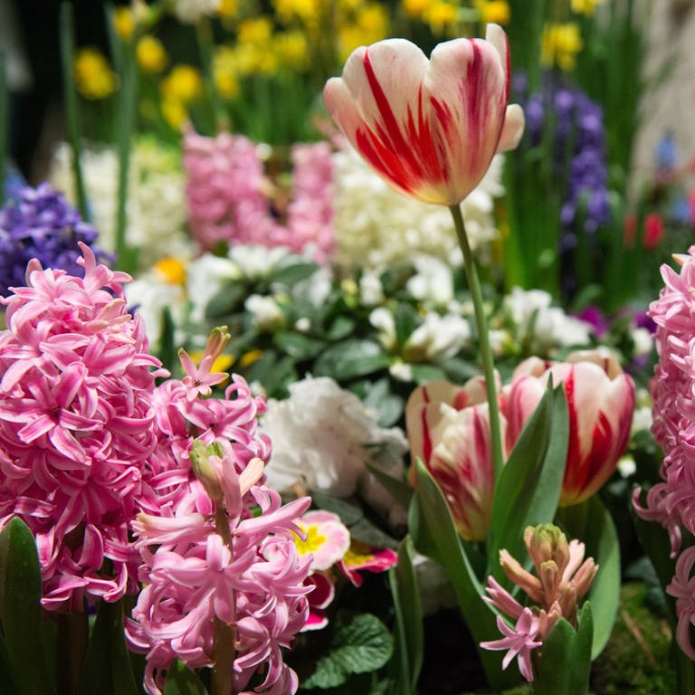 Bunte Frühlingsblumen für Garten und Balkon: Hyazinthen und Tulpen