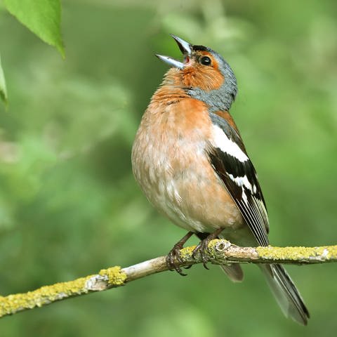 Heimische Singvögel in Deutschland: Ein Buchfink sitzt auf einem Ast und singt mit weit geöffnetem Schnabel.