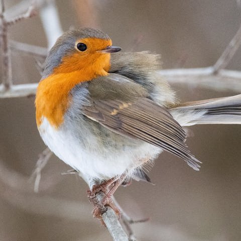 Heimische Singvögel in Deutschland: Ein Rotkehlchen sitzt auf einem Ast.