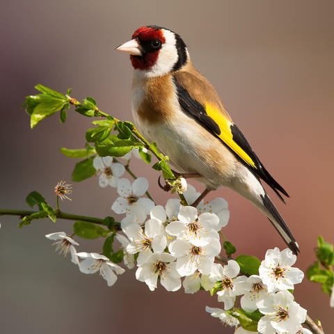 Heimische Singvögel in Deutschland: Ein Stieglitz sitzt auf einem Ast mit Blüten.