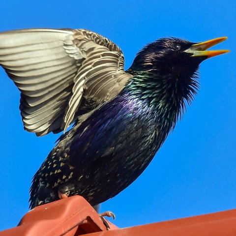 Heimische Singvögel in Deutschland: Ein Star sitzt auf einem Dach und breitet die Flügel aus.