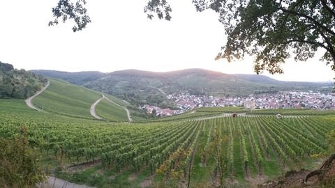 Wandern in BW: Der Blick die Weinberge hinab: Der Ort Stetten liegt malerisch eingebettet im Tal.  (Foto: SWR, Fabian Ziehe)