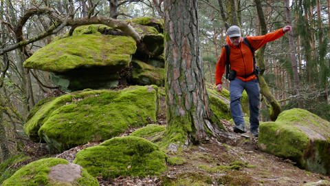 Rundwanderweg Napoleon-Steig im Pfälzerwald: Ein Wanderer läuft über moosbewachsene Felsen (Foto: SWR, Stefan Nink)