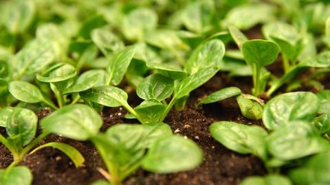 Gartentipp spätes Gemüse säen: Sogenannte Baby Leafs von Spinat in einem Beet. (Foto: picture-alliance / Reportdienste, picture alliance / dpa Themendienst | Andrea Warnecke)