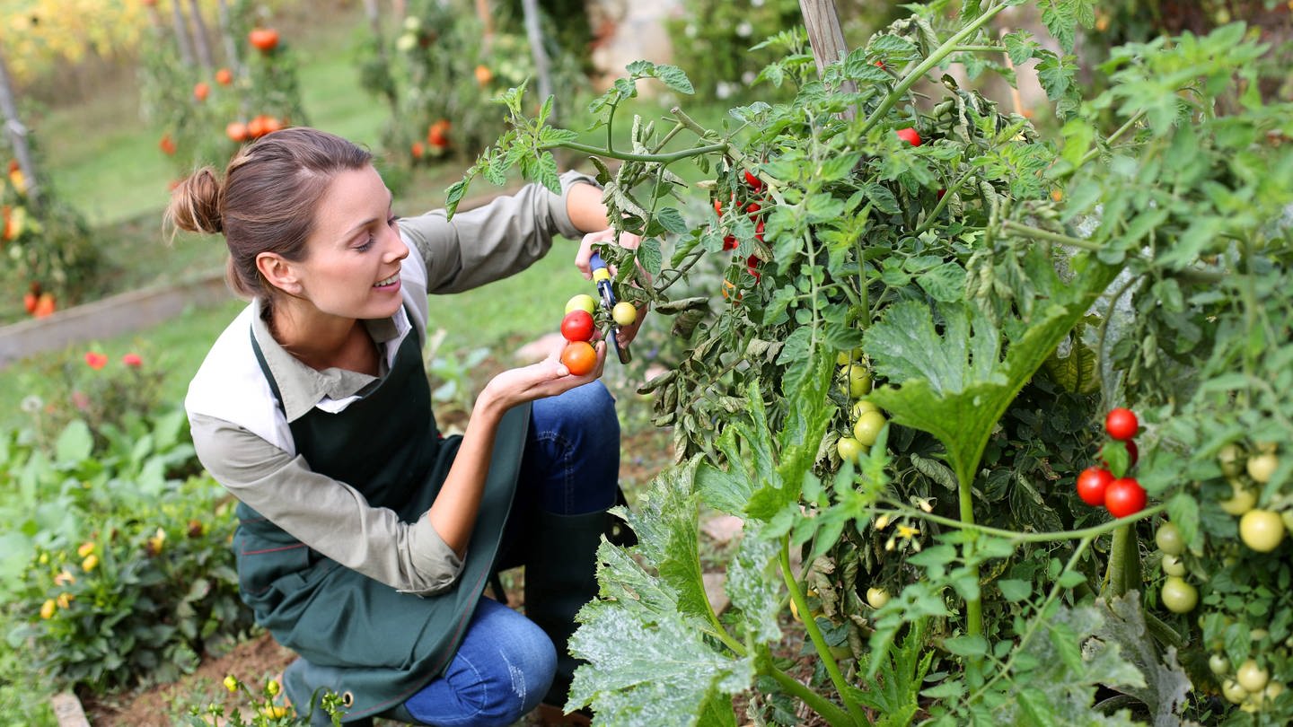 Frau erntet Tomaten im Garten. (Foto: picture-alliance / Reportdienste, picture alliance / PantherMedia | Fabrice Michaudeau)
