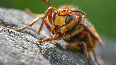 Insekten: Nahaufnahme einer Hornisse. Hornissen gehören zu den Wespen und stehen unter Artenschutz. (Foto: dpa Bildfunk, Picture Alliance)
