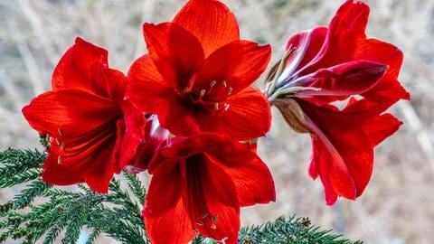 Rote Amaryllis-Blüten mit Details von Blütenstempeln und Pollen. (Foto: picture-alliance / Reportdienste, picture alliance/vizualeasy | TeleMakro Fotografie)