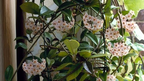 Ausgefallene Zimmerpflanzen: Die Wachsblume mit ihren gut riechenden Blüten. (Foto: picture-alliance / Reportdienste, picture-alliance / Photoshot | Michael Warren)