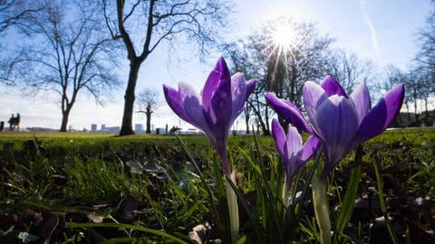 Frühling: Krokusse blühen auf einer Wiese (Foto: dpa Bildfunk, Picture Alliance)