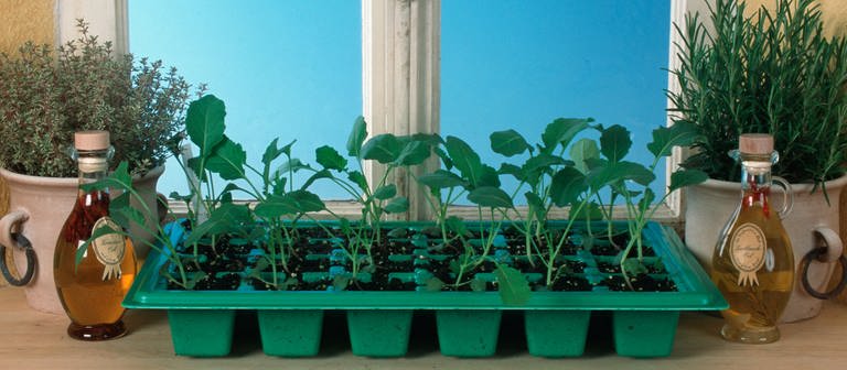Junge Gemüsepflanzen in einer Anzuchtschale auf einer Fensterbank. (Foto: picture-alliance / Reportdienste, imageBROKER | Diez, O.)