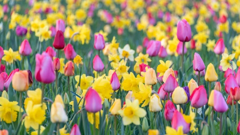 Osterglocken und Tulpen sind beliebte Frühblüher im Garten. (Foto: picture-alliance / Reportdienste, dpa-Zentralbild | Stephan Schulz)