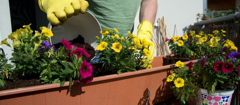 Balkon fit für den Frühling machen: Jemand mit gelben Gummihandschuhen bestückt einen Blumenkasten mit blühenden Pflanzen. (Foto: picture-alliance / Reportdienste, Picture Alliance)