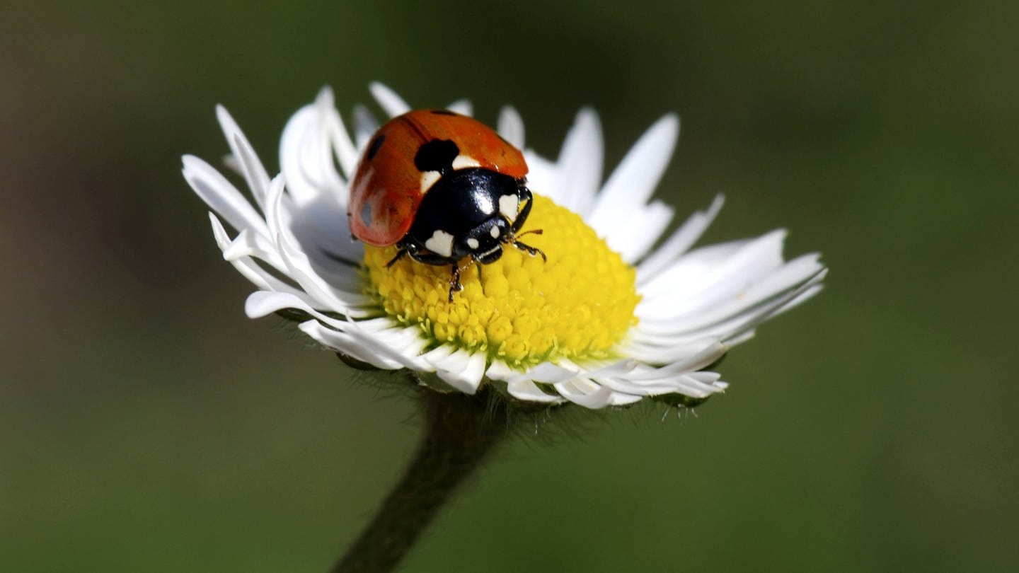 Marienkäfer werden gezielt zur biologischen Schädlingsbekämpfung eingesetzt. (Foto: picture-alliance / Reportdienste, picture alliance / blickwinkel/biopix | biopix)