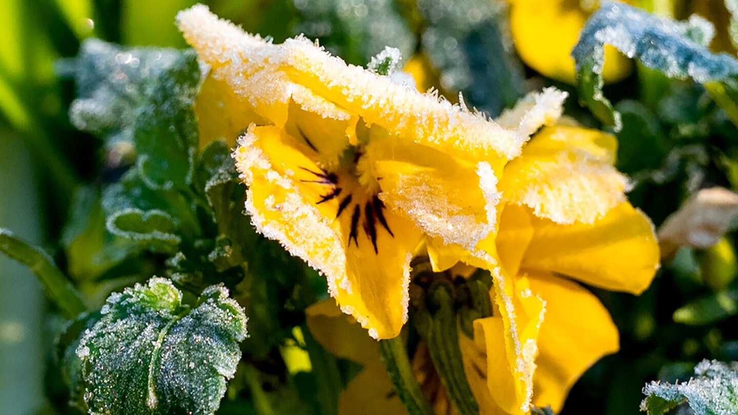 Eisheilige 2023: Die Bauernregel sagt Frost voraus. Eiskristalle hängen am Morgen an der Blüte von einem Hornveilchen. (Foto: picture-alliance / Reportdienste, picture alliance/dpa | Daniel Bockwoldt)