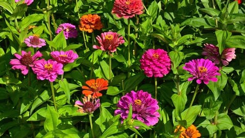 Sommerblumen: Zinnien blühen im Garten in Rosa, Rot und Orange. (Foto: picture-alliance / Reportdienste, picture alliance / imageBROKER | J. Pfeiffer)