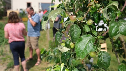 Obstbäume: Sommerschnitt hilft Apfelbaum und Birnbaum - SWR4