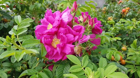 Eine Apfelrose mit rosa Blüten: Diese Pflanze im Garten trotzt Hitze und Trockenheit. (Foto: picture-alliance / Reportdienste, picture alliance / Zoonar | Manfred Ruckszio)