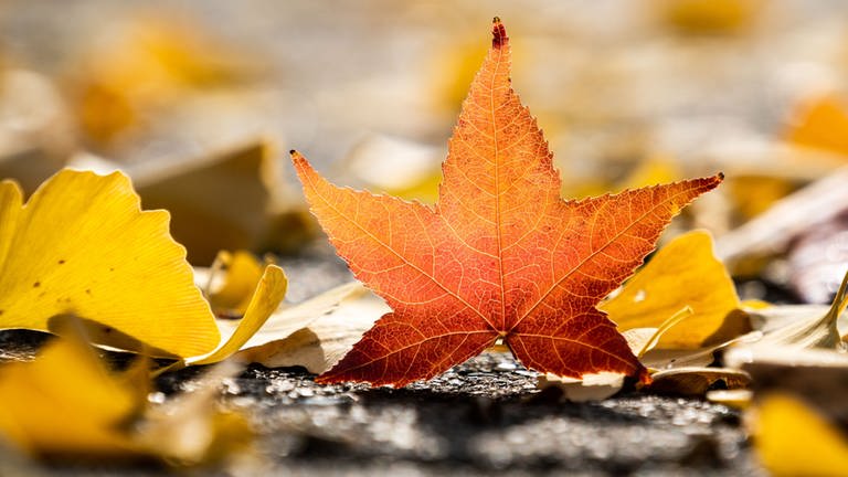 Herbstanfang 2023 - meteorologisch oder kalendarisch: Ein rötlich gefärbtes Blatt steht aufrecht zwischen mehreren liegenden gelben Blättern.  (Foto: dpa Bildfunk, Picture Alliance)