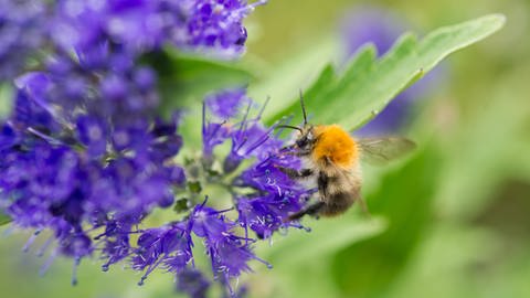 Die Bartblume ist nicht nur hübsch anzusehen, sie ist auch bei Bienen und Hummeln im Garten sehr beliebt. (Foto: picture-alliance / Reportdienste, picture alliance / dpa Themendienst | Andrea Warnecke)