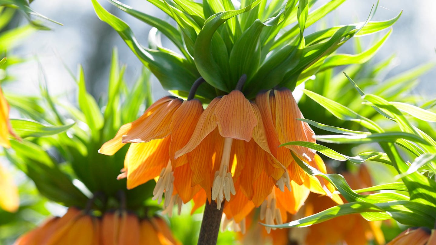 Die Blüte der Kaiserkrone (Fritillaria imperialis Blom's Orange Perfection). Die Blumenzwiebeln sollten Sie im Herbst setzen. (Foto: picture-alliance / Reportdienste, VISIONSPICTURES | Visions Botanical)