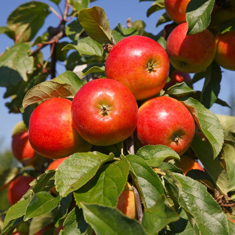 Apfelbaum pflanzen: Welche Apfelsorten sind pflegeleicht? Mehrere rotbackige Äpfel der Apfelsorte "Gerlinde" hängen an einem Apfelbaum in der Sonne. (Foto: picture-alliance / Reportdienste,  imageBROKER | Justus de Cuveland)