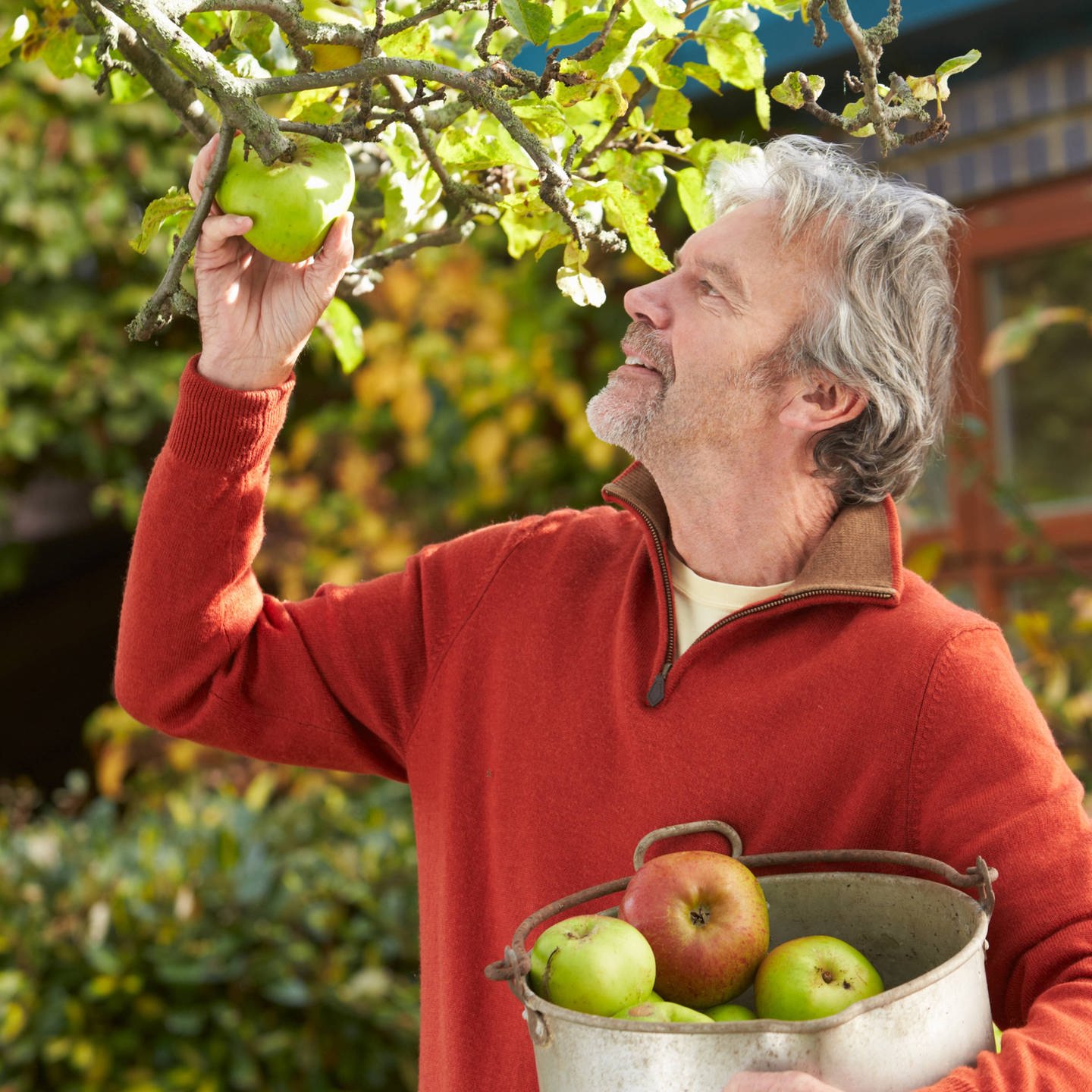 Apfelbaum pflanzen: Welche Apfelsorten sind pflegeleicht? - SWR4