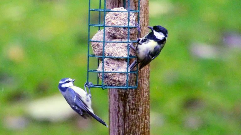 Vogelfutter selber machen und Wildvögel richtig füttern - SWR4
