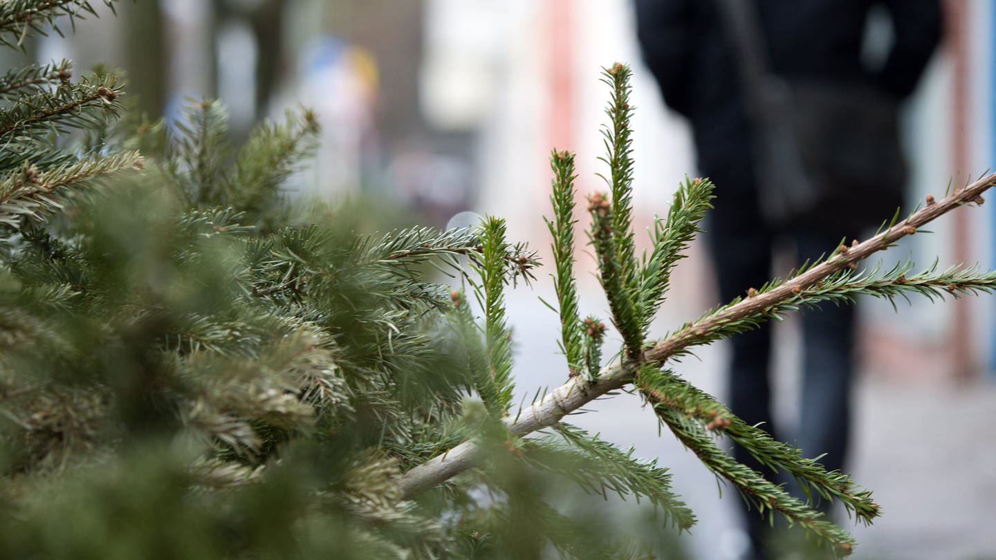 Wie man Weihnachtsbäume verwerten kann - wir geben Tipps. (Foto: picture-alliance / Reportdienste,  dpa Themendienst | Andrea Warnecke)
