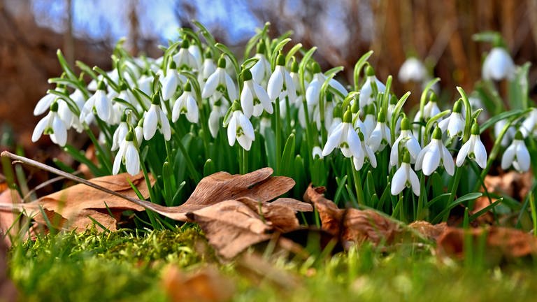 Schneeglöckchen verkünden den Frühling und zählen zu den Frühblühern. (Foto: IMAGO, Rolf Poss)