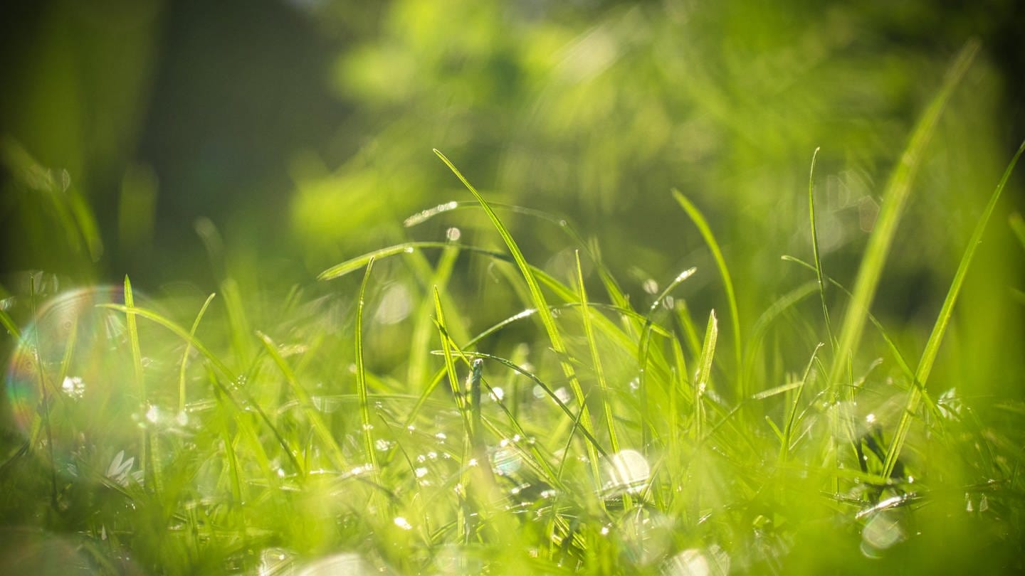 Ein schöner saftiger Rasen im Frühjahr. Damit er so schön wird, muss man ihn mähen, vertikutieren und düngen. (Foto: picture-alliance / Reportdienste, picture alliance / Shotshop | Li-Bro)