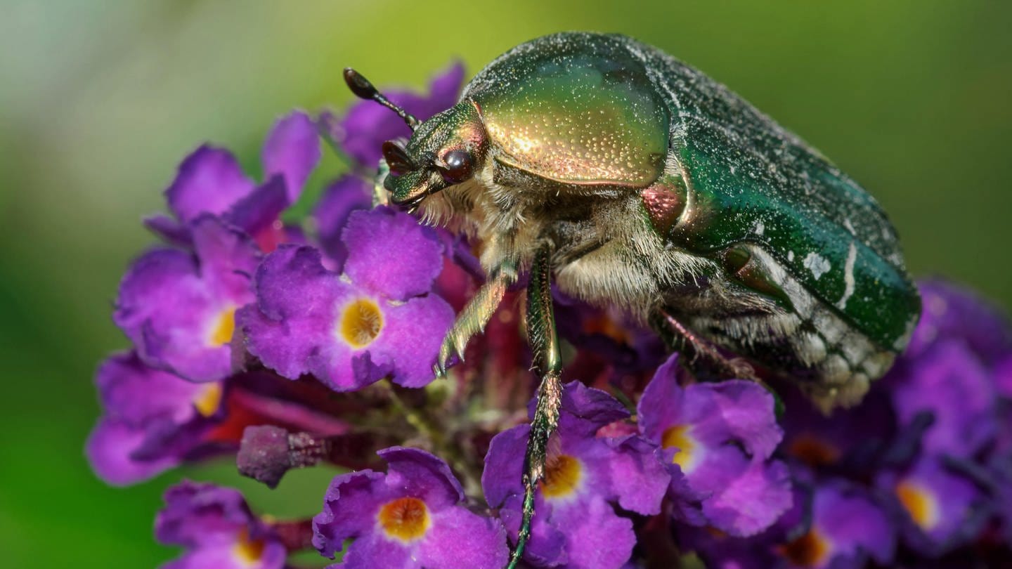 Goldglänzender Rosenkäfer (Cetonia aurata): Ein Käfer sitzt auf einer Blüte (Foto: picture-alliance / Reportdienste, Zoonar | JLANDSHOEFT)