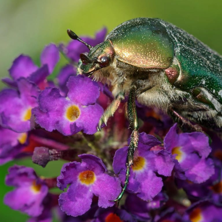 Goldglänzender Rosenkäfer (Cetonia aurata): Ein Käfer sitzt auf einer Blüte (Foto: picture-alliance / Reportdienste, Zoonar | JLANDSHOEFT)