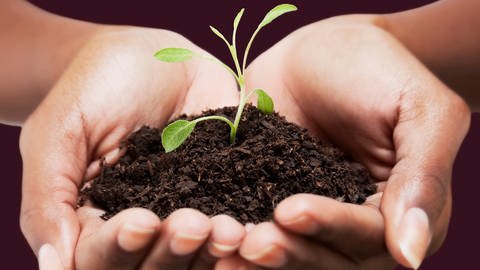 Zwei Hände halten Erde aus dem Kompost aus der eine kleine Pflanze wächst. Richtig kompostieren: Es ist wichtig zu wissen, wie ein guter Kompost im eigenen Garten angelegt wird.