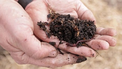 Zwei Hände halten Erde mit Regenwürmern darin. Richtig kompostieren: Es ist wichtig zu wissen, wie ein guter Kompost mit Regenwürmern und anderen Organismen im eigenen Garten entsteht.