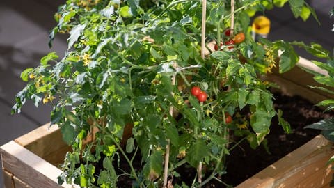 Gartentipp: Tomate ausgeizen. Tomaten wachsen in einem Hochbeet.