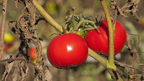 Gartentipp: Faule Stellen an Tomaten. Am Strauch hängende reife Tomate.