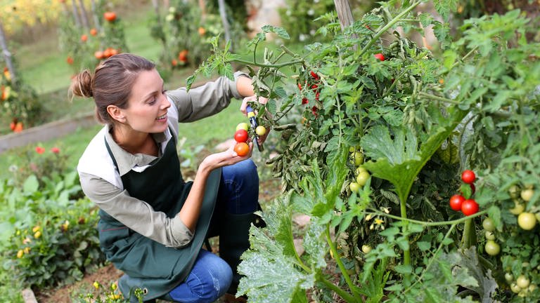 Frau erntet Tomaten im Garten.
