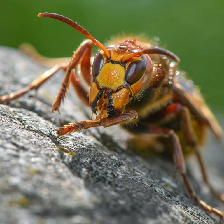 Insekten: Nahaufnahme einer Hornisse. Hornissen gehören zu den Wespen und stehen unter Artenschutz. (Foto: dpa Bildfunk, Picture Alliance)