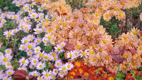 Herbstchrysanthemen - pflegen, gießen und vermehren  (Foto: picture-alliance / Reportdienste, picture alliance / blickwinkel/McPHOTO/H.-R. Muelle | McPHOTO/H.-R. Mueller)