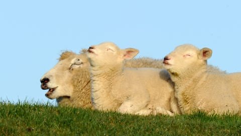 Bauernregel zur Schafskälte nach den Eisheiligen 2023: Zwei Lämmer und ihr Mutterschaf wärmen sich. (Foto: picture-alliance / Reportdienste, picture alliance / dpa | Carsten Rehder)