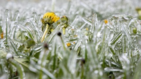Eisheilige 2024: Bauernregel sagt Frost voraus, der im Mai Pflanzen mit einer Eisschicht bedeckt. (Foto: picture-alliance / Reportdienste, picture alliance / Jan Eifert | Jan Eifert)