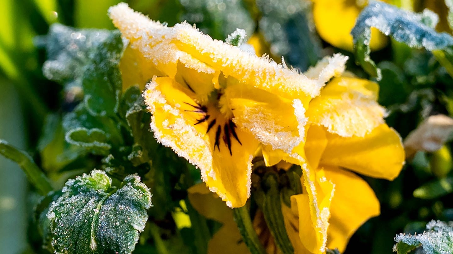 Eisheilige 2024: Die Bauernregel sagt Frost voraus. Eiskristalle hängen am Morgen an der Blüte von einem Hornveilchen. (Foto: picture-alliance / Reportdienste, picture alliance/dpa | Daniel Bockwoldt)